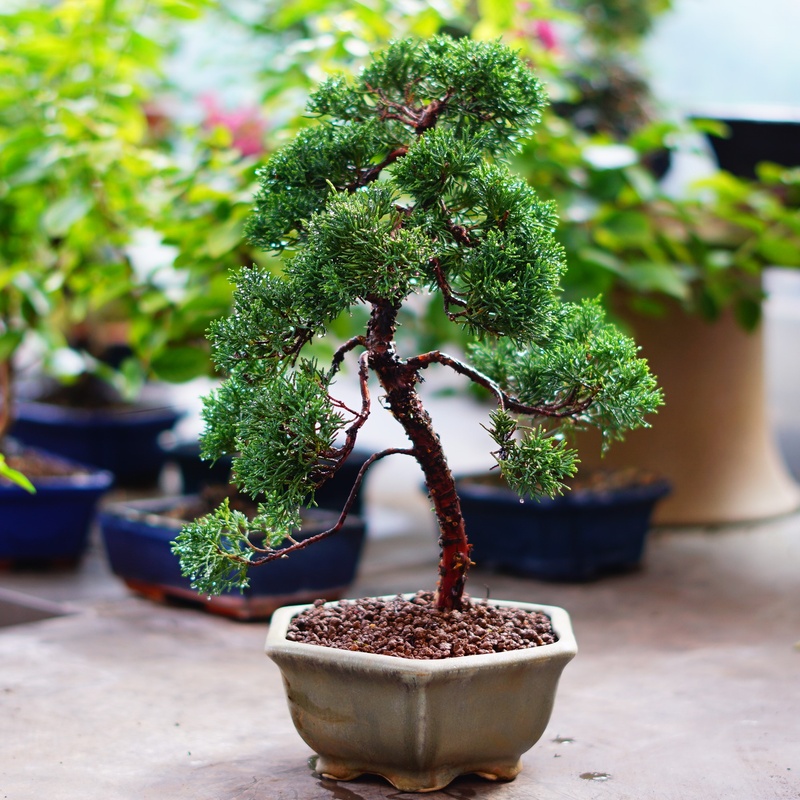 Bonsai Centrum Donndorf