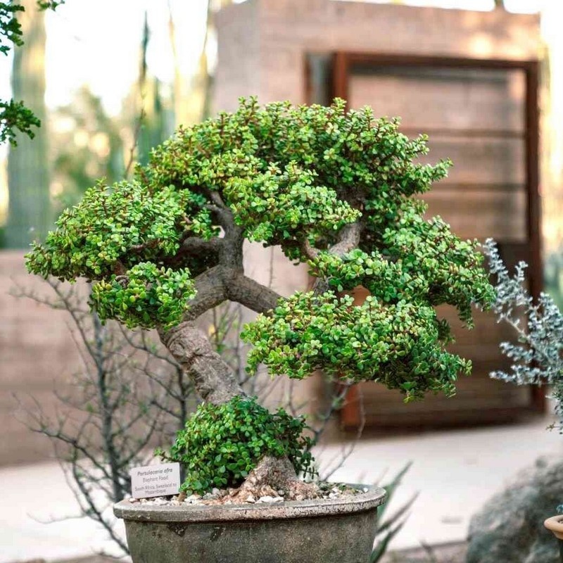 Bonsai Centrum Donndorf